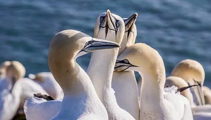 克孜勒苏柯尔克孜伴游招聘，风信子伴游网